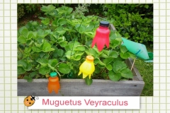 51muguetus veyraculusa